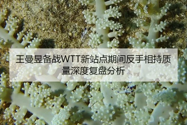 王曼昱备战WTT新站点期间反手相持质量深度复盘分析 - hth